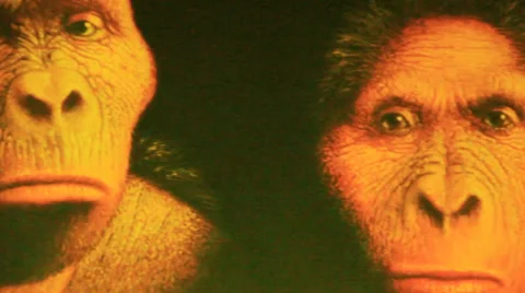 Evolution of Man Stock Footage