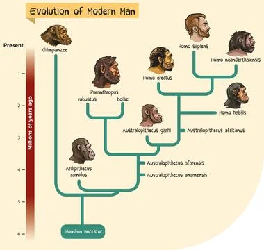 Evolution of modern man Illustrazione stock