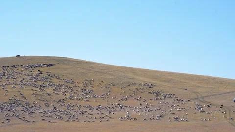 Evolution of Nomadic Life: Modern Herder Uses a Vehicle to Watch a Grazing Herd Stock Footage 316243264
