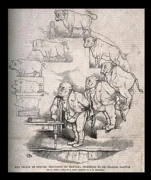 The evolution of a pig into a bull into an imposing man, and a book into an.. Stock Illustration
