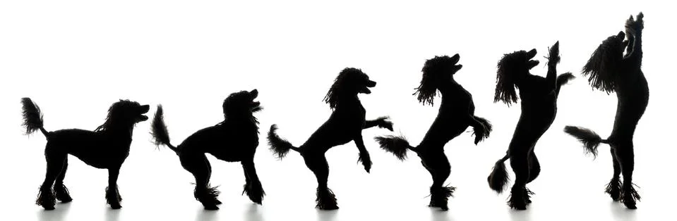 Evolution of the Puli, silhouette, isolated on white Stock Photos