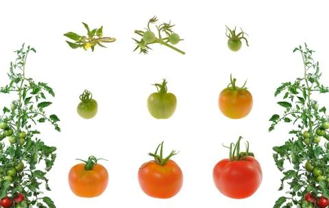 Evolution of red tomato isolated on white background 스톡 사진
