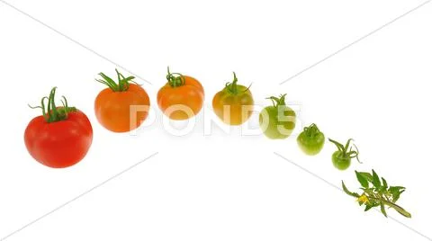 Evolution of red tomato isolated on white background Stock Photos