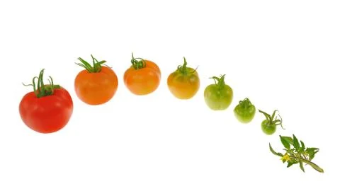 Evolution of red tomato isolated on white background Stock Photos