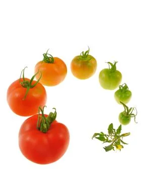 Evolution of red tomato isolated on white background Stock Photos