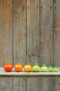 Evolution of red tomato - maturing process of the fruit – stages of development Stock Photos