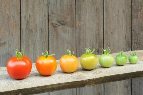 Evolution of red tomato - maturing process of the fruit – stages of development Stock Photos