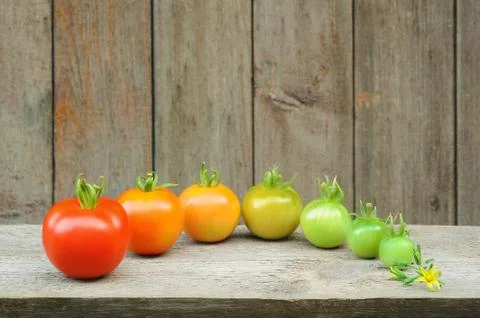 Evolution of red tomato - maturing process of the fruit – stages of development Stock Photos