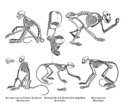Evolution, Skelett, Gerippe des Hulmans, Brüllaffe und Meerkatze, Affenart.. Stock Photos