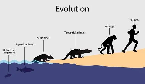 Evolution of unicellular organisms to humans Illustrazione stock