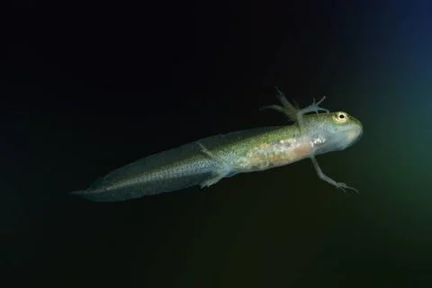 Evolution Unique macroshot of a newt larva before mostly black background.... Foto stock