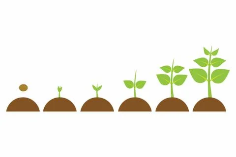 Evolution young plant Stock Illustration