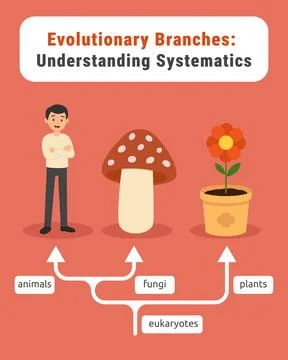 Evolutionary tree infographic: humans, mushrooms, and plants 스톡 일러스트