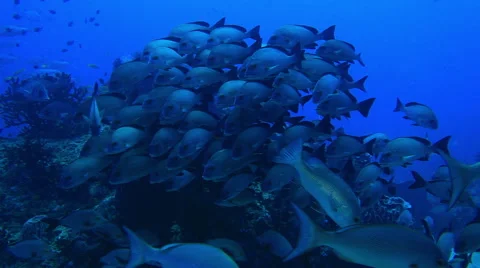 Evolutions of a fishes colony Stock Footage 41679934