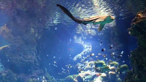 Evolutions of a threatening shark Stock Footage 108905196