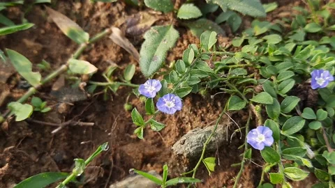 Evolvulus glomeratus flower. Stock Footage 205354152