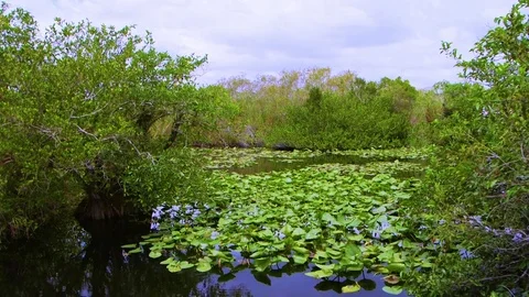 Evreglades River of Grass Video stock 78809801