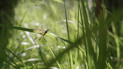 E.Vulgata mayfly spinner resting by the river Stock Footage 304343855