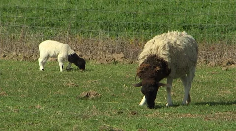 Ewe and lamb eating Stock Footage