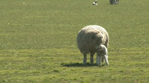 Ewe and lamb feeding time Stock Footage 512648