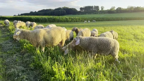 Ewe and Lamb graze on the field Stock Footage 205513016