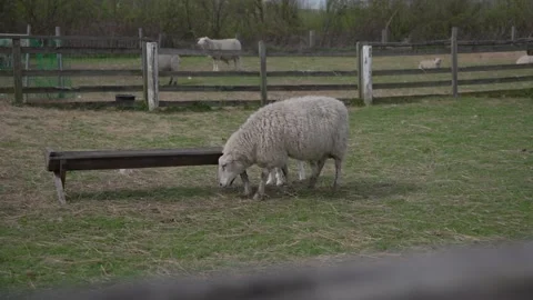 Ewe and Lamb Grazing Beside a Metal Feeding Trough in a Fenced Paddock 動画素材 345234375