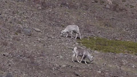 A ewe and a lamb grazing on a hillside in northern Canada Stock Footage 309329875