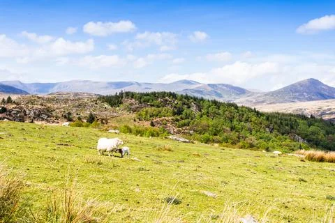 Ewe and Lamb Grazing on Moel Siabod overlooking the Glyderau, North Wales Stock Photos