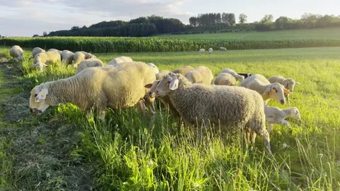 Ewe and Lamb on the green field Stock Footage 345999817