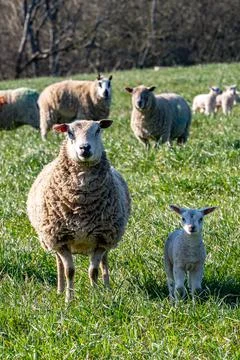 A ewe and lamb looking at the camera, on a sunny spring day Stock Photos
