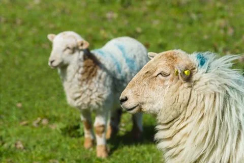 Ewe and Lamb Foto stock