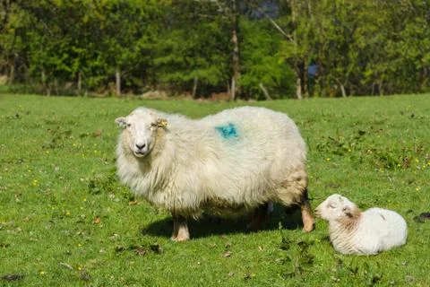 Ewe and Lamb Stock Photos