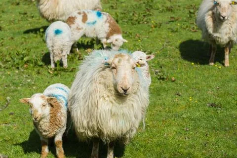 Ewe and Lamb Stock Photos