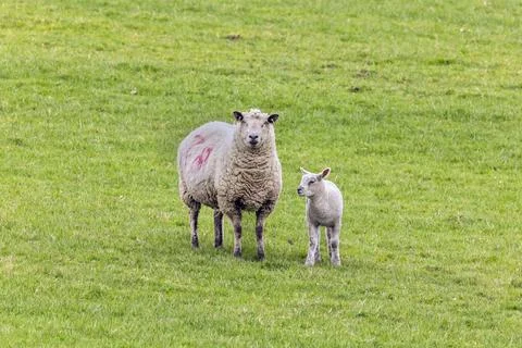 Ewe and lamb standing alert in a grassy spring pasture 스톡 사진