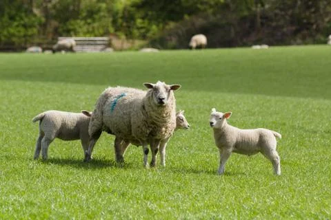 Ewe and Lambs Stock Photos