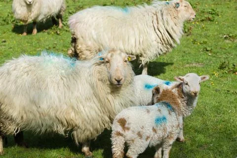 Ewe and Lambs Stock Photos