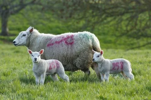 Ewe and lambs Stock Photos