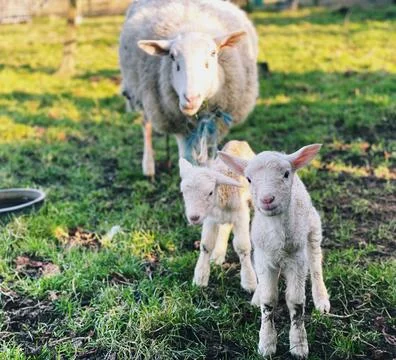 Ewe and lambs Stock Photos