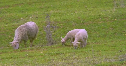 Ewe and two lambs grazing in a meadow Stock-Footage 264966976