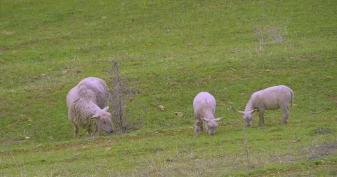 Ewe and two lambs grazing in a meadow Stock-Footage 264966994