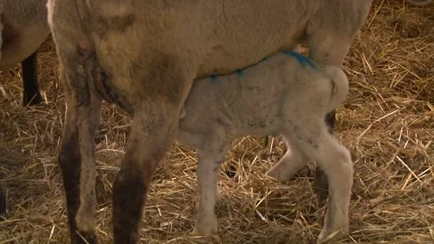 Ewe and Young Lambs Inside Traditional Sheep Barn Stock-Footage 344160035