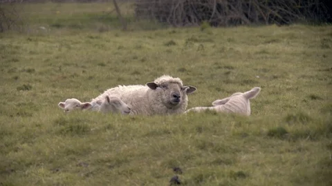 EWE CHEWING CUD WITH LAMBS 4K Stock Footage 127765643