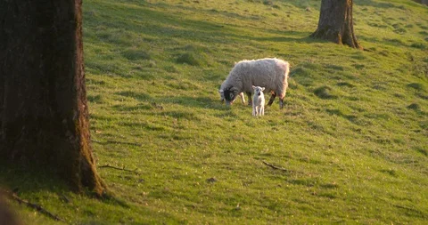 Ewe eating with two Lambs Stock Footage 129751208