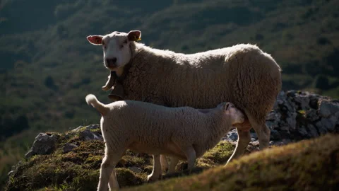 Ewe feeding lamb on sunny mountain pasture, with bell around neck, illustra.. Stock Footage 346711459