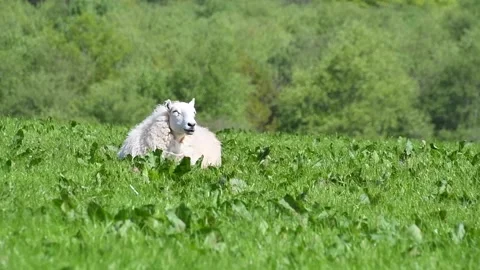 Ewe  in a field  of  deep grass Stock Footage 241080100