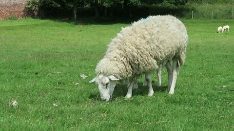 Ewe grazing in field Stock Footage 52382679