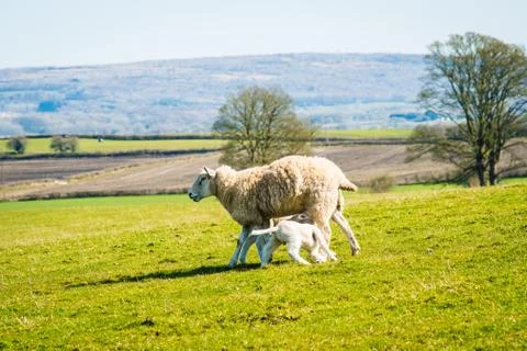 A ewe with her lambs in the Spring Stock Photos
