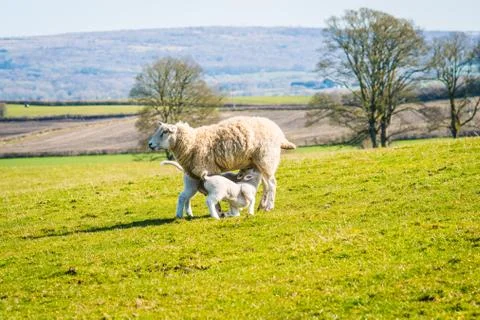 A ewe with her lambs in the Spring Foto stock