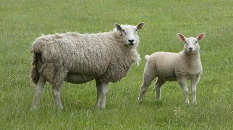 Ewe &amp; Lamb In Field Stock Photos