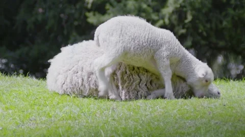 Ewe lamb snuggle together Stock Footage 235110342